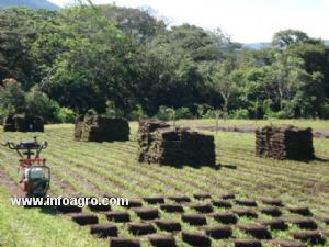 Se vende se instalan zacates ornamentales, mantenimiento y confección