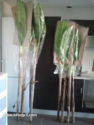 Se vende palmeras artificiales decorativas interior-exterior. MADRID