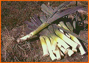 Agricultura. El cultivo del puerro.