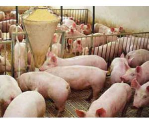 ganado porcino